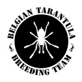 BTBT - Belgian Tarantula Breeding Team