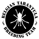 BTBT - Belgian Tarantula Breeding Team